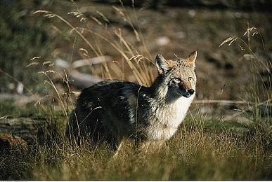 《八方旅人》制作方暗示将公布多个新项目